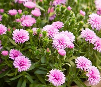 Glattblatt-Aster