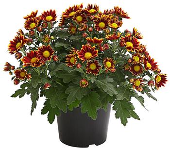 3 x Garten-Chrysantheme, Sonderfarben von Dehner, Bunt - Mindestbestellmenge: 3 Stk.