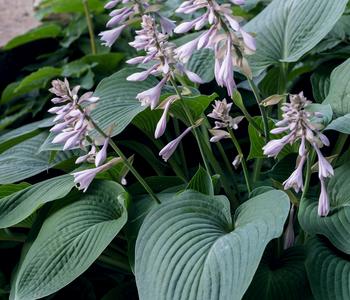 Bio Graublaue Funkie 'Halcyon'