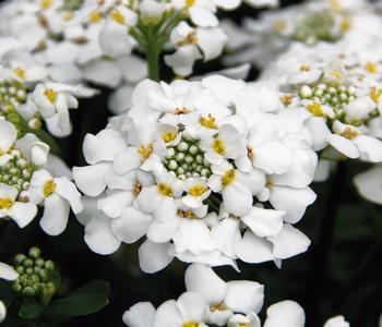 Bio Immergrüne Schleifenblume 'Schneeflocke'