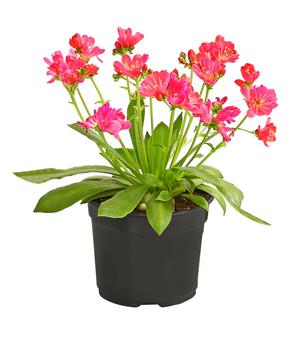 3 x Porzellanröschen, verschiedene Sorten von Dehner, Gelb, Orange, Pink, Rosa, Weiß - Mindestbestellmenge: 3 Stk.