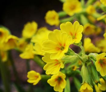 Schlüsselblume 'Cabrillo'