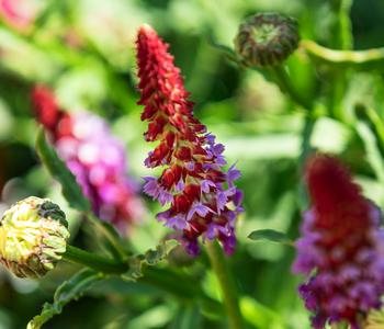 Orchideenprimel von Dehner, Rot, Lavendel, Rosa
