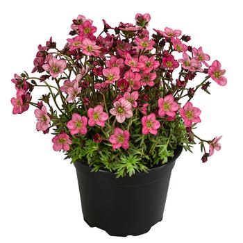 Moos-Steinbrech, verschiedene Sorten