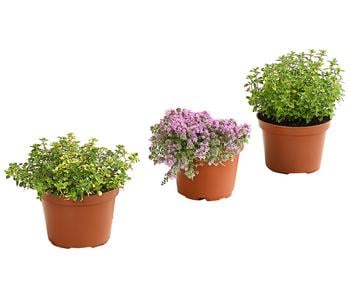 Thymian, verschiedene Sorten