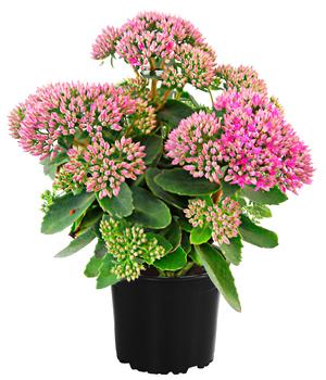 Fetthenne 'Autumn Joy'