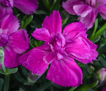Garten-Nelke 'Violett Wonder' von Dehner, Lila