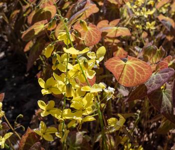 Bio Elfenblume 'Frohnleiten'