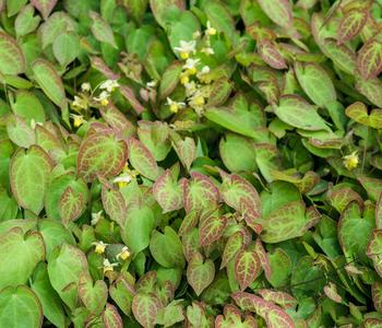 Bio Elfenblume 'Sulphureum'