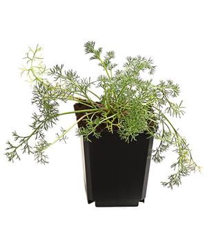 Bio Afrikanisches Ringkörbchen