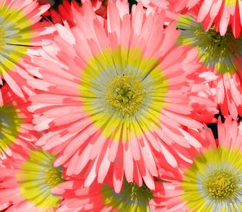 3 x Mittagsblume 'Wheels of Wonder Fire Wonder' von Dehner, Rot, Gelb - Mindestbestellmenge: 3 Stk.