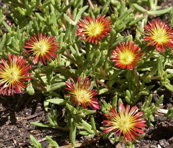 Bio Mittagsblume 'Wheels of Wonder® Orange Wonder'