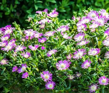 Bio Mittagsblume 'Wheels of Wonder® Violet Wonder'