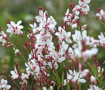 Bio Prachtkerze 'Whirling Butterflies'
