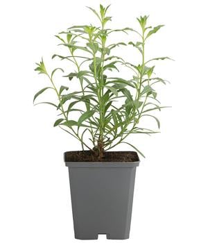 Bio Prachtkerze 'Whirling Butterflies'