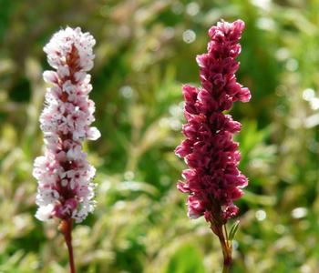 Bio Kerzen-Wiesenknöterich 'Speciosa'