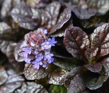 Bio Kriechender Günsel 'Atropurpurea'