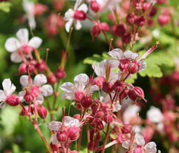 Bio Balkan-Storchschnabel 'Spessart'