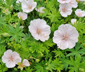 Bio Blut-Storchschnabel 'Apfelblüte'