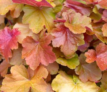 Bio Purpurglöckchen 'Caramel®'