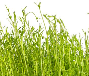 Bio Gold-Sternmoos 'Aurea'