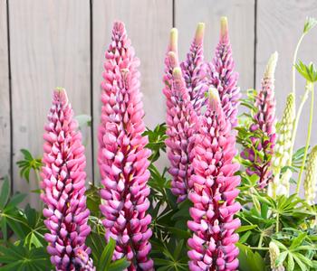 3 x Lupine von Dehner, Rosa - Mindestbestellmenge: 3 Stk.