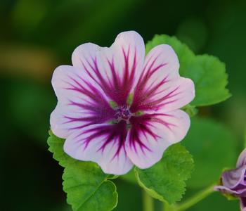 3 x Wild-Malve 'Zebrina' von Dehner, Rosa, Lila - Mindestbestellmenge: 3 Stk.