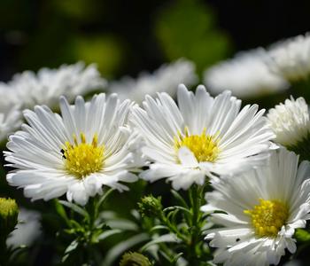 3 x Kissen-Aster von Dehner, Weiß - Mindestbestellmenge: 3 Stk.