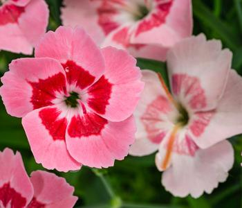 3 x Garten-Nelke 'Peach Party' von Dehner, Apricot / Rosa Pink - Mindestbestellmenge: 3 Stk.