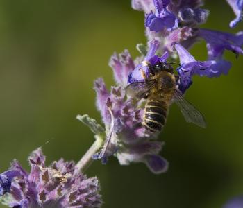 Bio Traubige Katzenminze 'Grog'