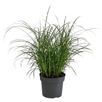 Zwerg-Chinaschilf 'Strictus Dwarf'