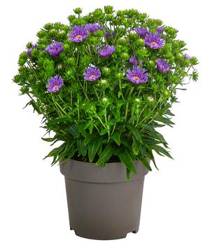 Kornblumenaster 'Mels Blue'