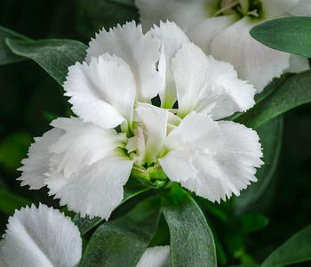 Garten-Nelke, verschiedene Farben, 4er-Set