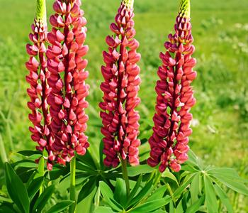 Bio Lupine, rot
