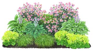 Bio Stauden-Set Schattengarten, 12-teilig