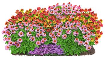 Bio Stauden-Set Sonnenhüte, 12-teilig