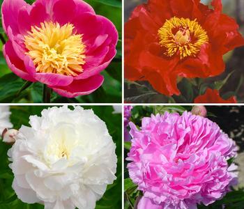 Pfingstrosen-Set, 4-teilig