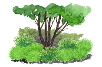 Bio Bodendecker Gräser-Set Grüne Oase, 9-teilig