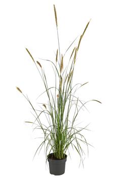 Afrikanisches Lampenputzergras