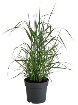 Rutenhirse 'Prairie Sky'