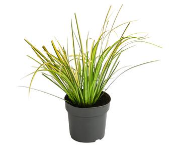 Weißgestreifter Kalmus 'Ogon'