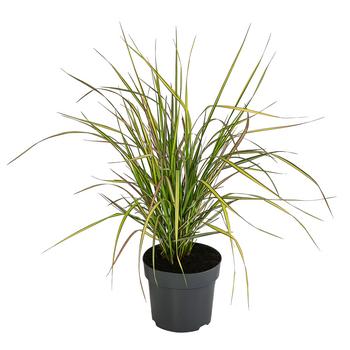2 x Garten-Reitgras 'Eldorado' von Dehner, Grün, Gelb - Mindestbestellmenge: 2 Stk.