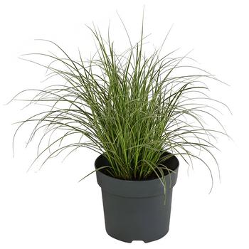 3 x Buntblättrige Segge 'Variegata' von Dehner, Grün, Weiß - Mindestbestellmenge: 3 Stk.
