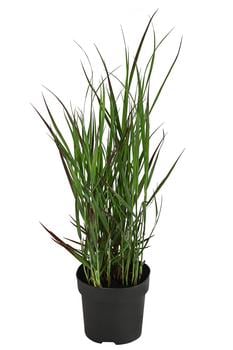 Rutenhirse 'Cheyenne Sky®'