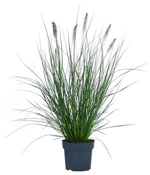 Lampenputzergras 'Hameln'