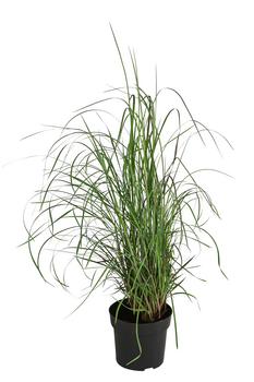 Kleines Präriegras 'Standing Ovation'