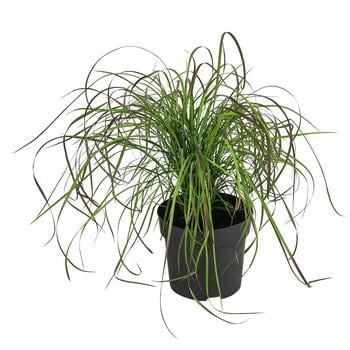 Präriegras 'Twilight Zone'