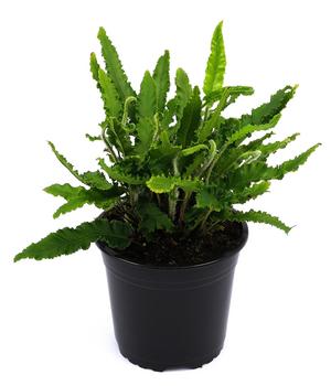 Hirschzungenfarn 'Angustifolia'
