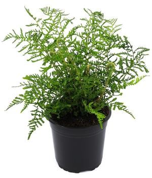 Schellenbaum-Wurmfarn