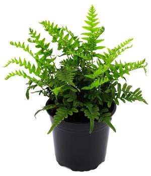 Gewöhnlicher Tüpfelfarn